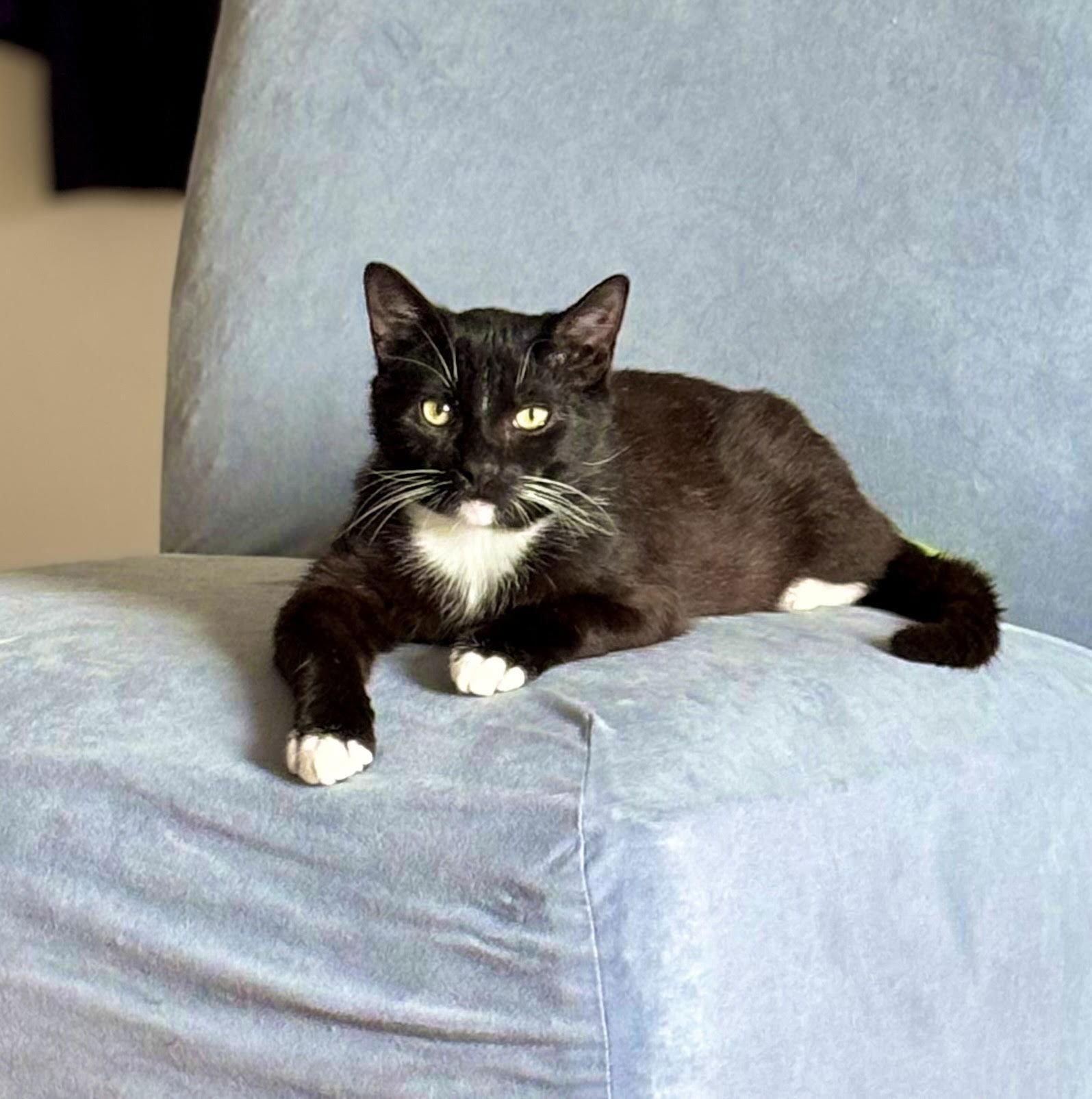 Enlarge Pumbaa, a Adoptable Domestic Short Hair in Brooklyn, NY image 3/3