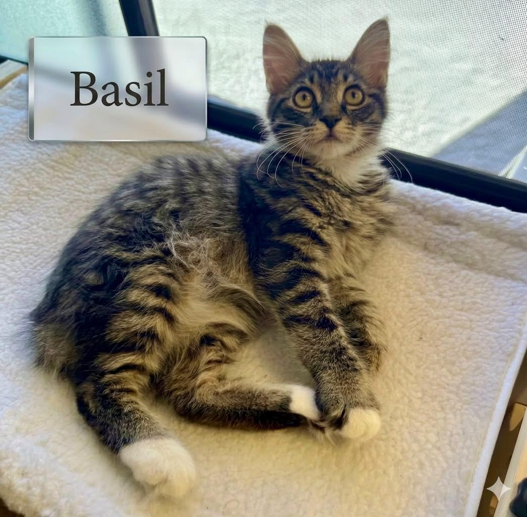 Enlarge BASIL, a Adopted mixed breed in Palmdale, CA image 3/3