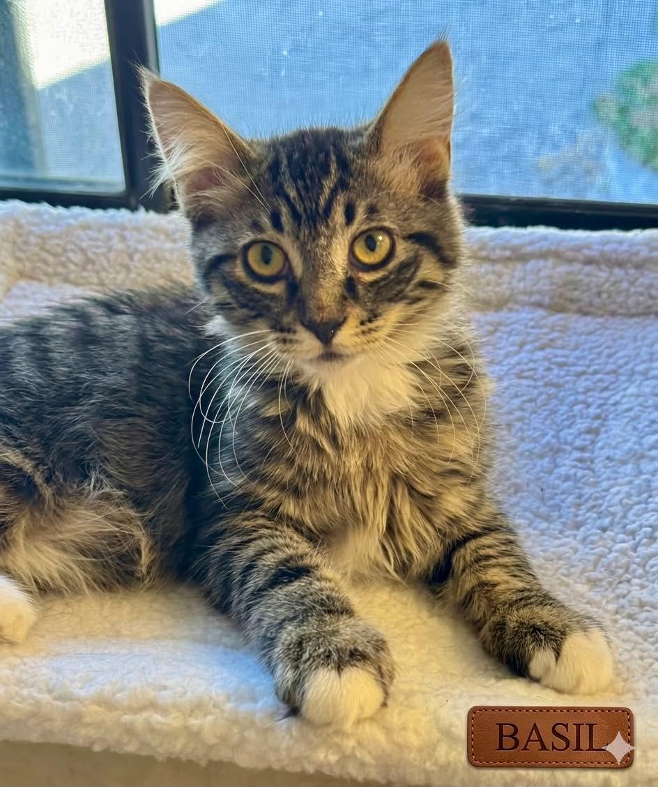 Enlarge BASIL, a Adopted mixed breed in Palmdale, CA image 1/3
