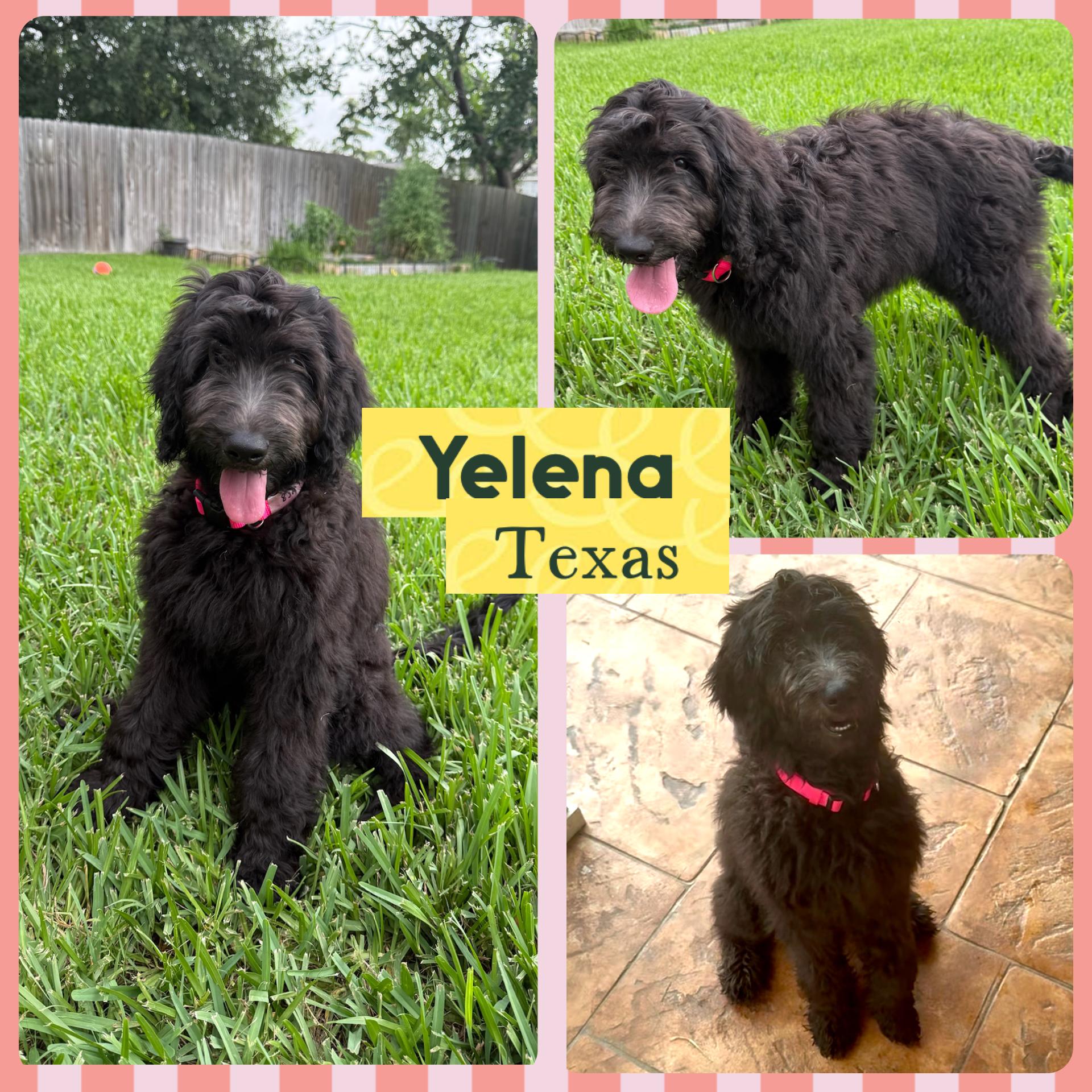 GOLDENDOODLE PUPPIES FOR ADOPTION  The puppies are currently in amazing IDOG foster homes in HOUST