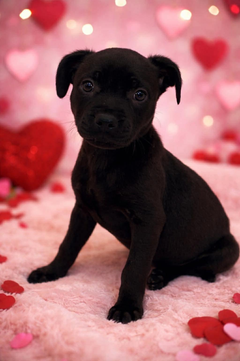 Nala , ADOPTABLE, Puppy Female Black Labrador Retriever.