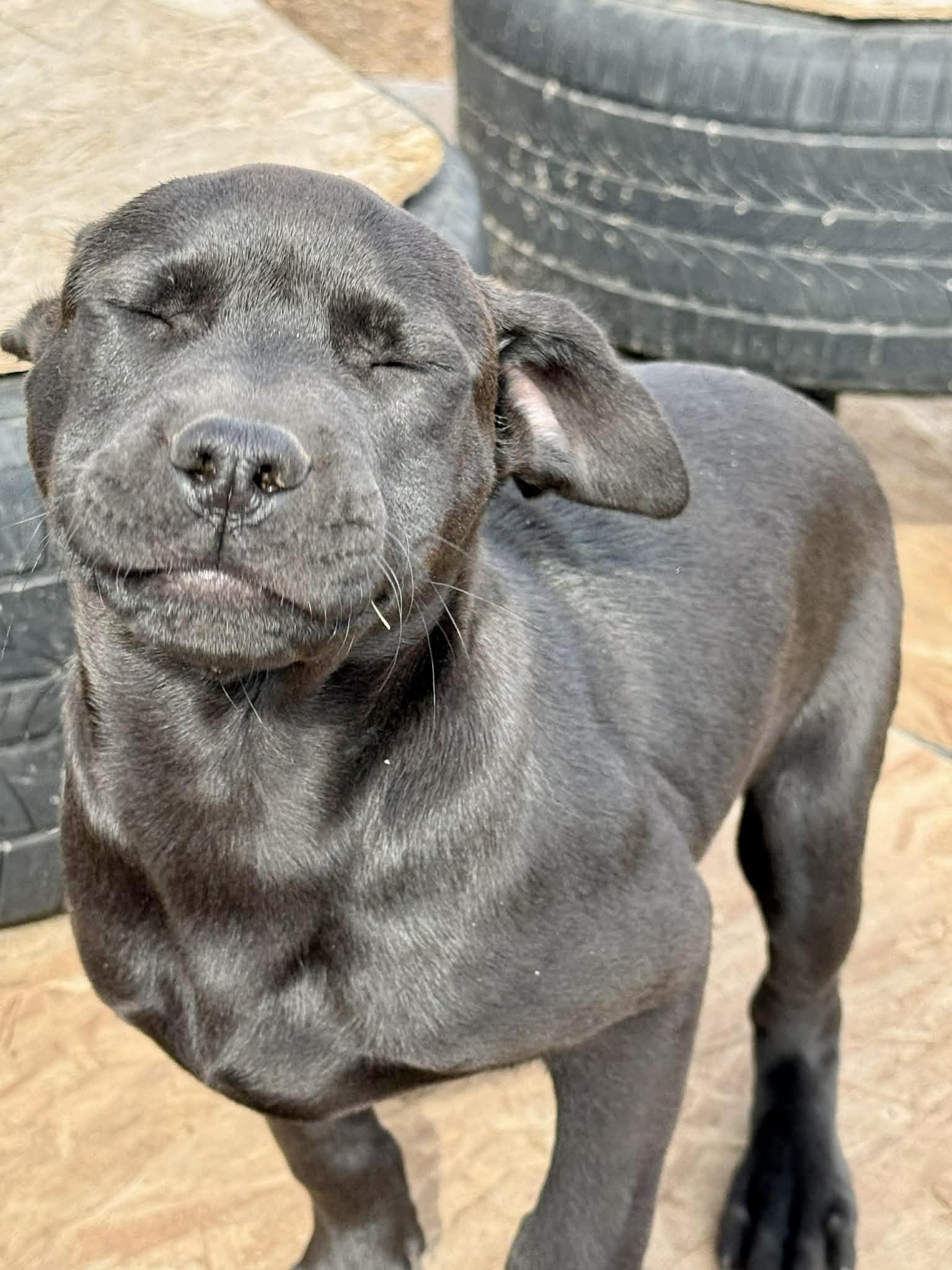 Nala , ADOPTABLE, Puppy Female Black Labrador Retriever.