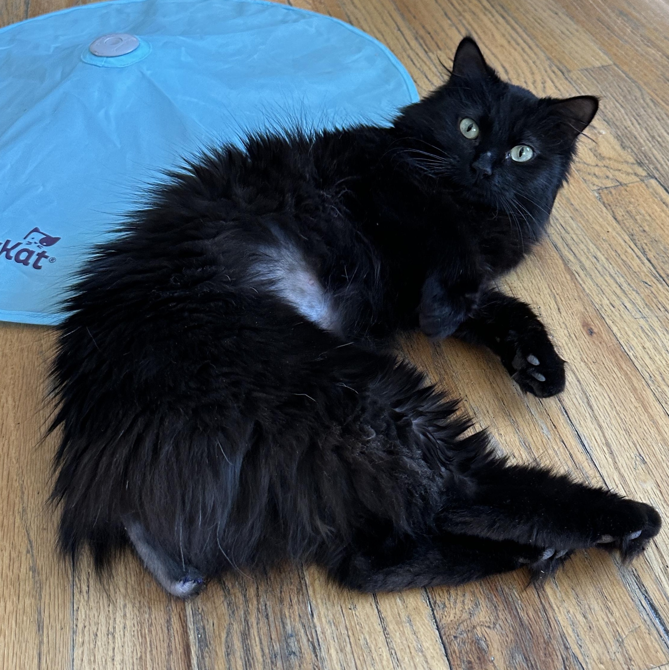 Omelette Corstorphine, ADOPTABLE, Young Female Domestic Long Hair.