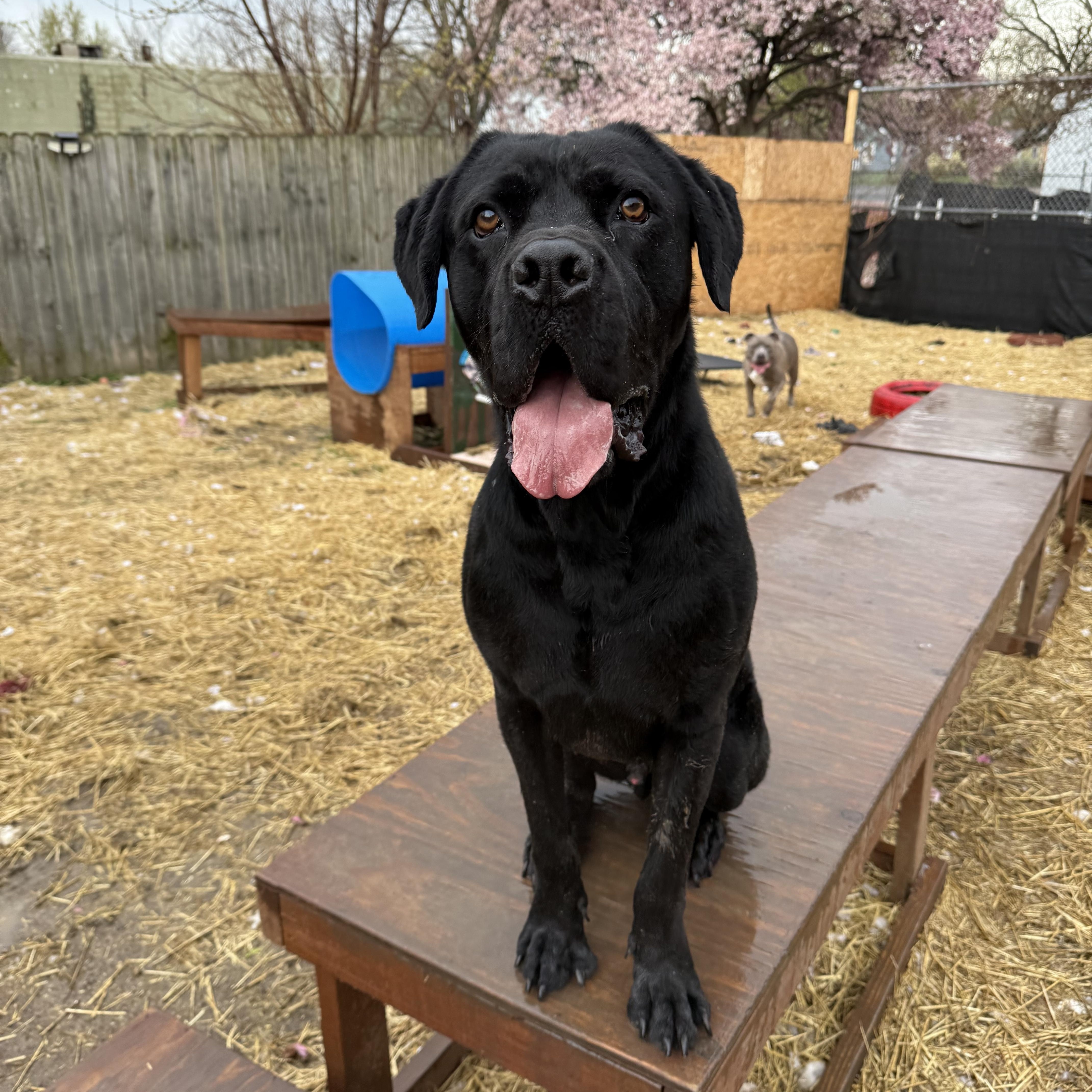 Enlarge Harry, a Adoptable mixed breed in INDIANAPOLIS, IN image 3/6