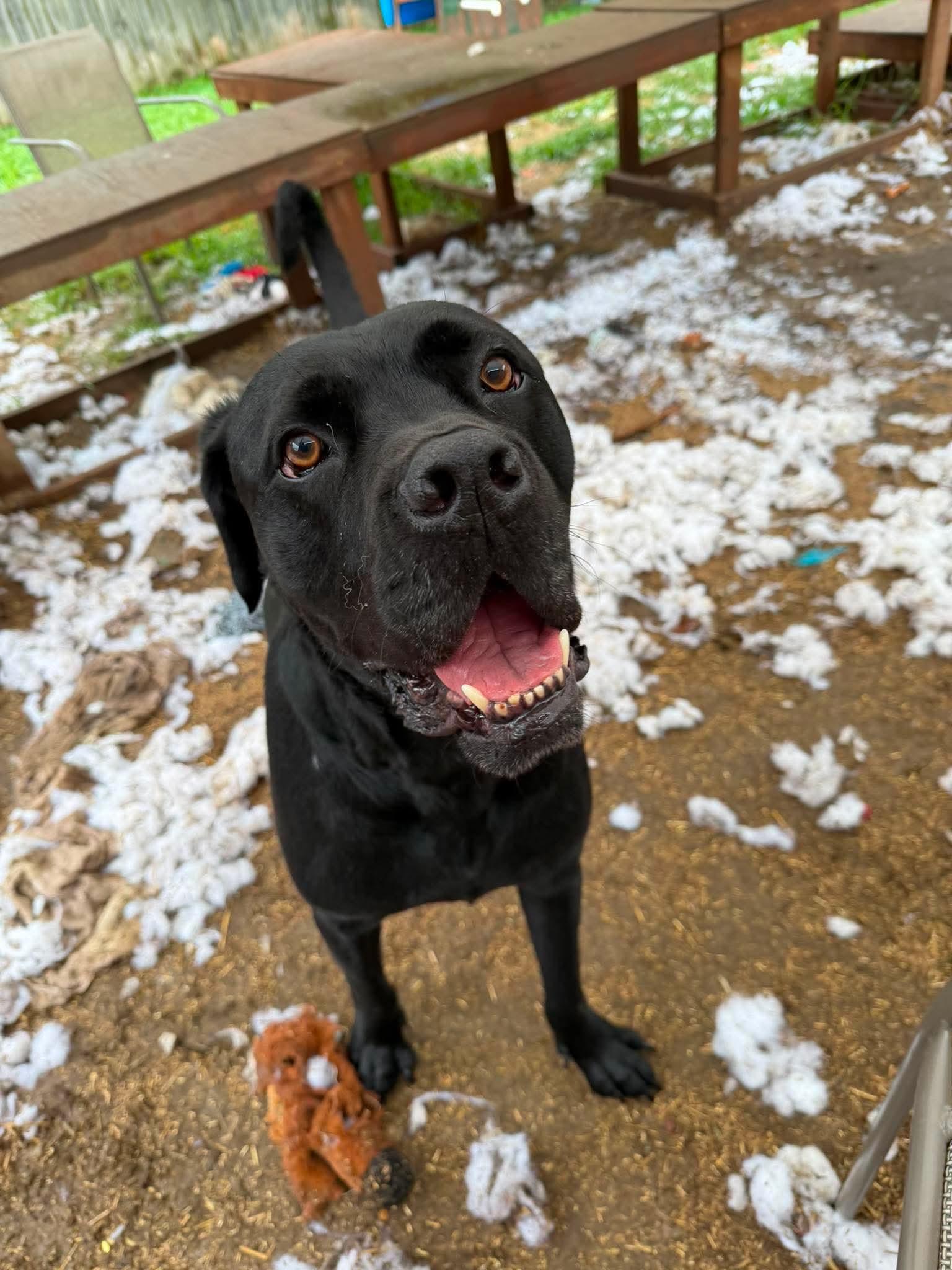 Harry, a Adoptable mixed breed in INDIANAPOLIS, IN image 3/6