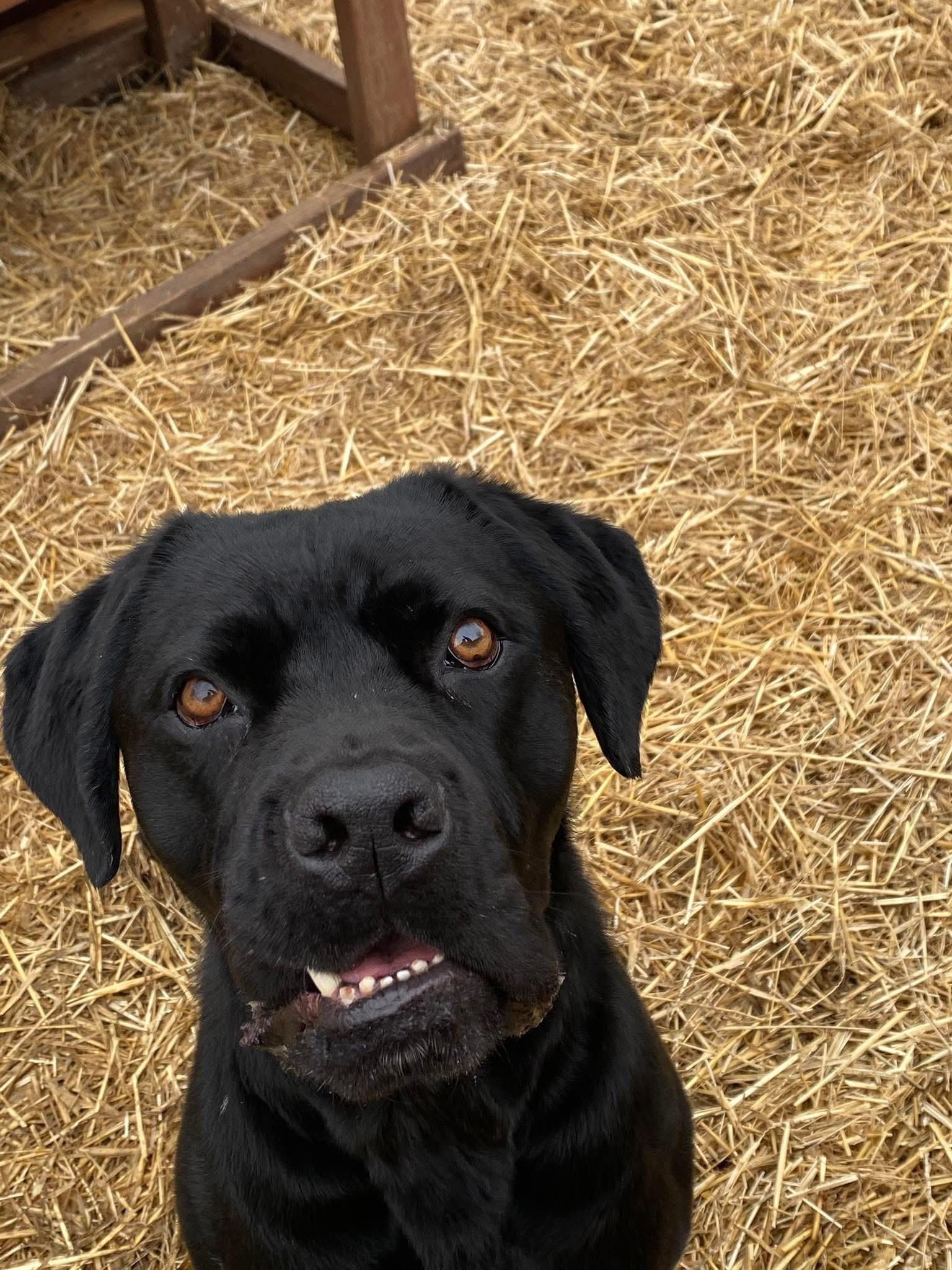 Enlarge Harry, a Adoptable mixed breed in INDIANAPOLIS, IN image 2/6