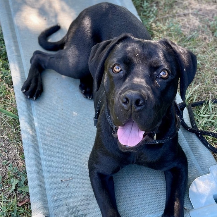 Enlarge Harry, a Adoptable mixed breed in INDIANAPOLIS, IN image 5/6