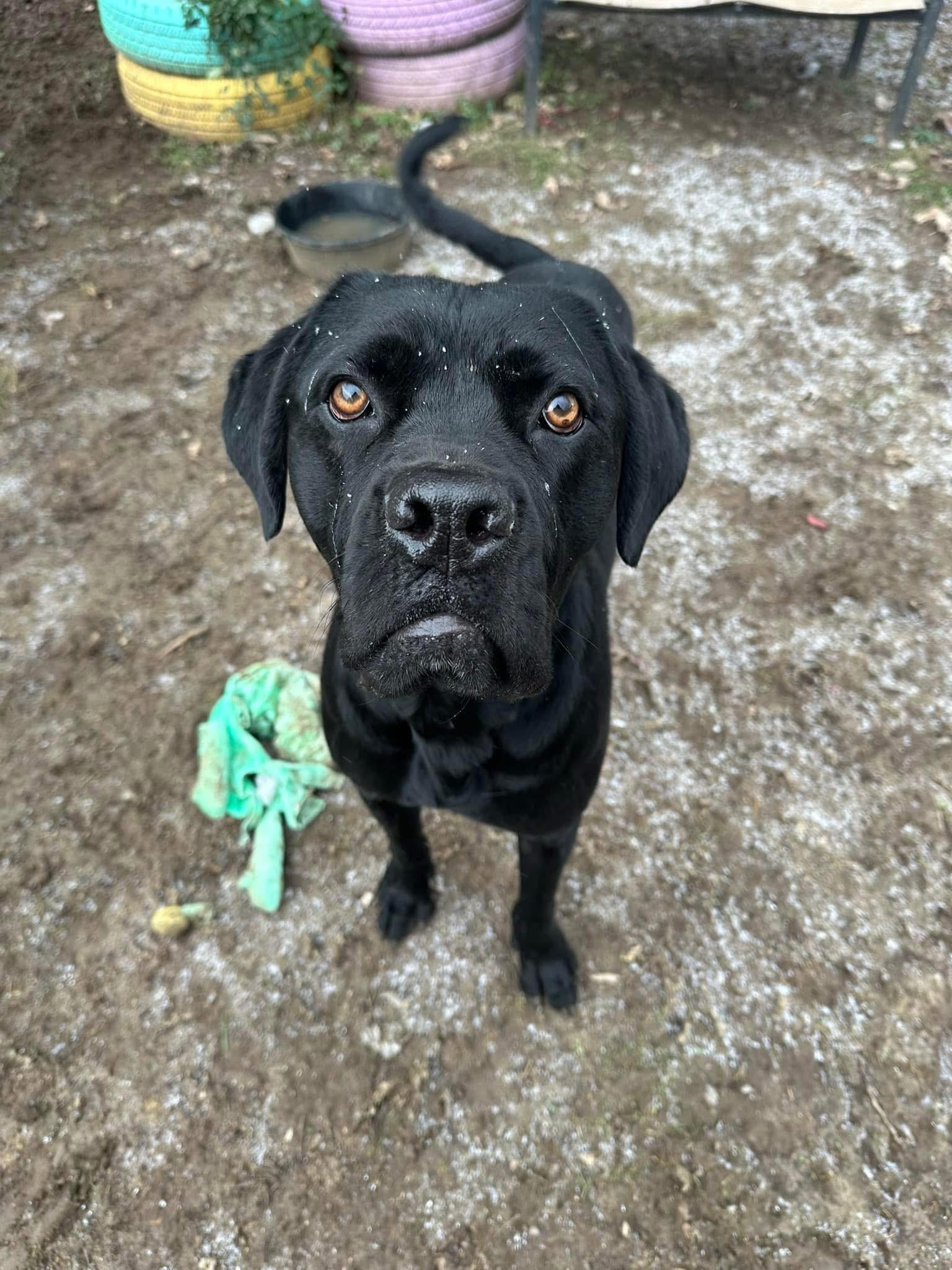 Enlarge Harry, a Adoptable mixed breed in INDIANAPOLIS, IN image 4/6