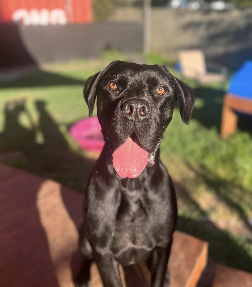 Harry, Adoptable, Adult Male Mastiff & Great Dane.