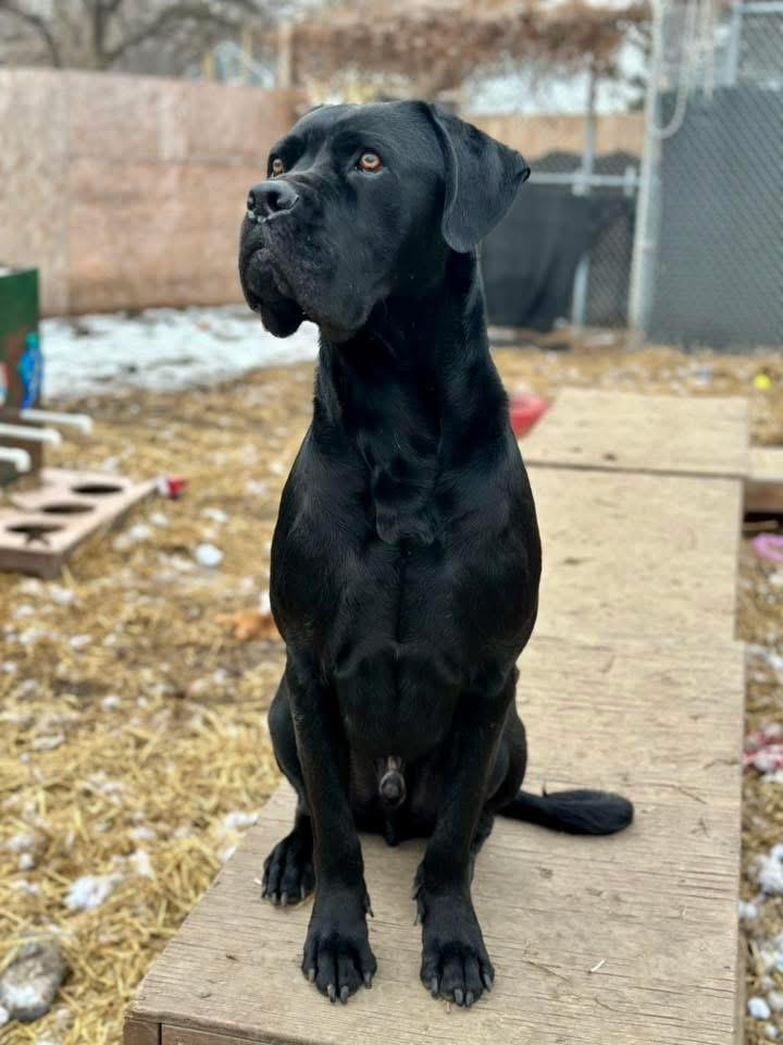 Enlarge Harry, a Adoptable mixed breed in INDIANAPOLIS, IN image 3/6