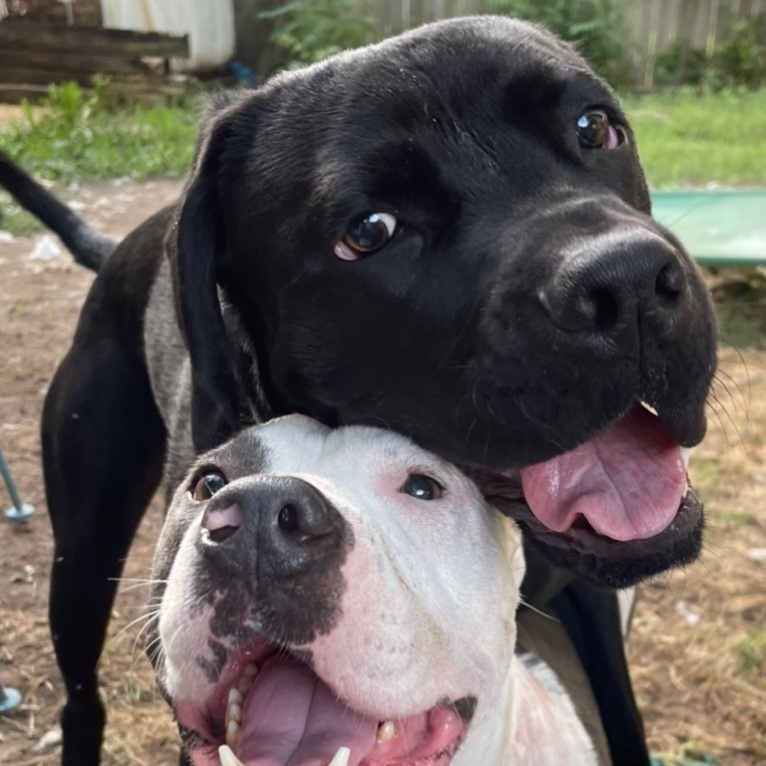 Enlarge Harry, a Adoptable mixed breed in INDIANAPOLIS, IN image 6/6