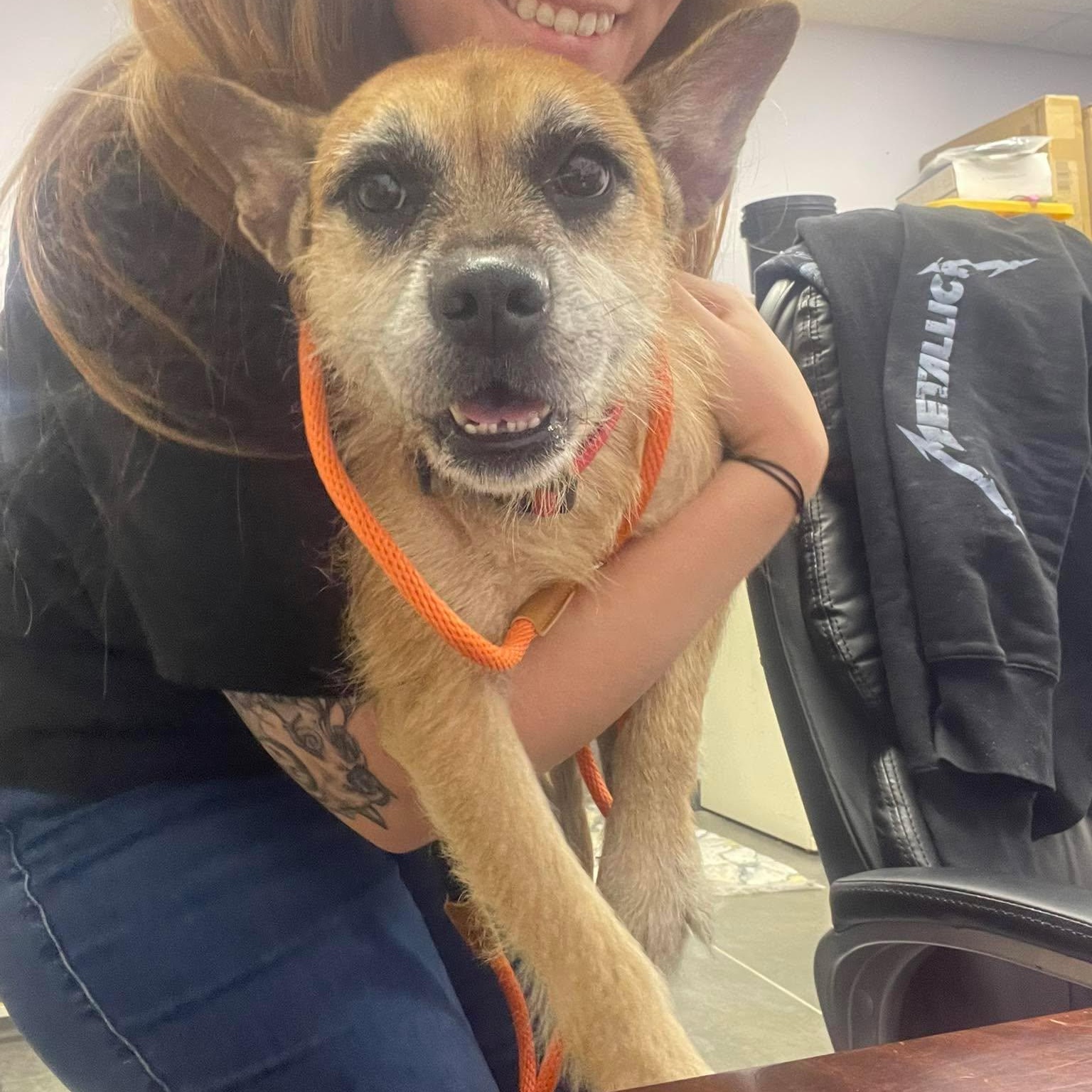 Enlarge Sweety, a Adoptable mixed breed in Marlborough, MA image 3/6
