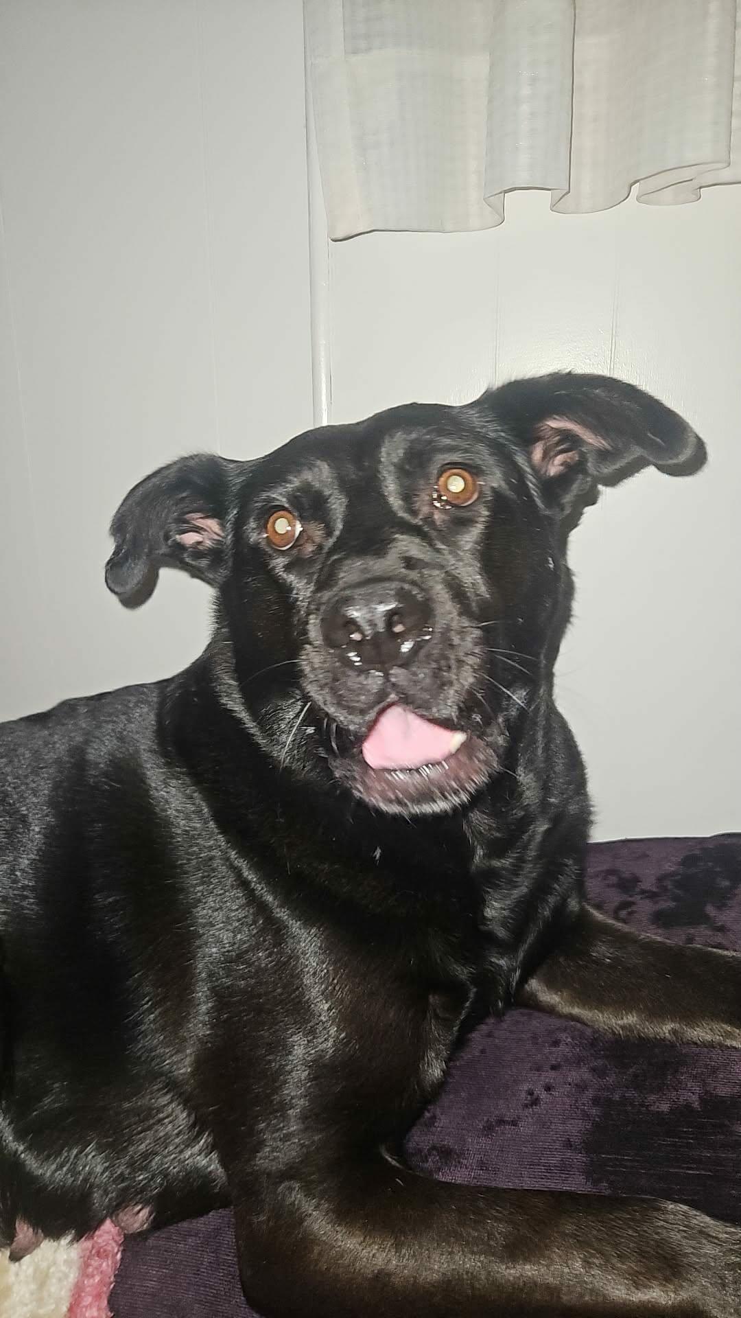 Enlarge Sophia, a ADOPTABLE mixed breed in Winnipeg, MB image 1/2