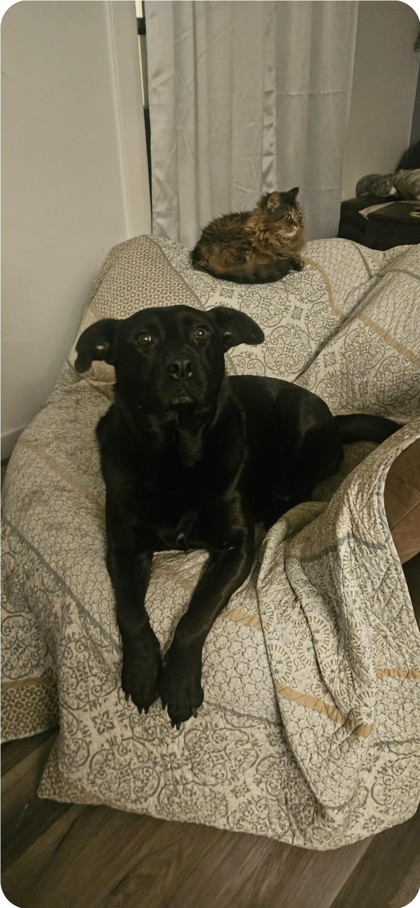 Enlarge Sophia, a ADOPTABLE mixed breed in Winnipeg, MB image 4/4