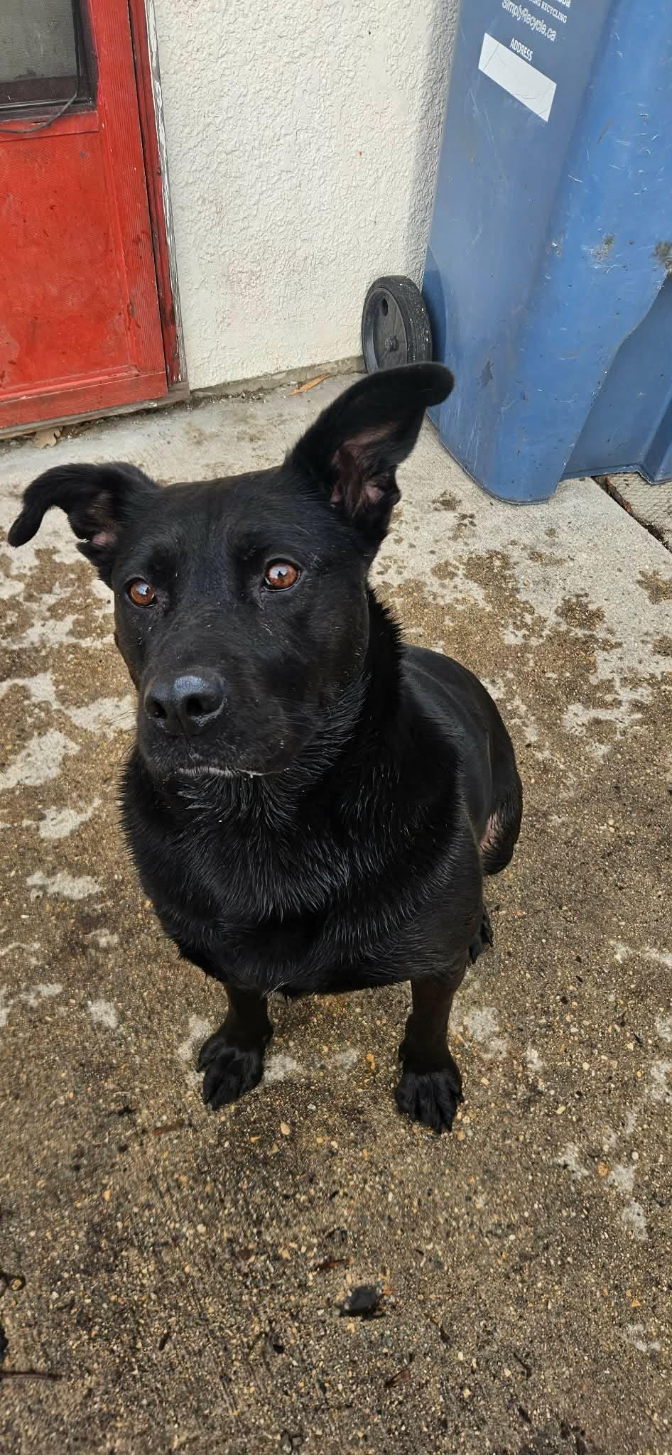 Sophia, an adopted mixed breed in Winnipeg, MB image 2/6
