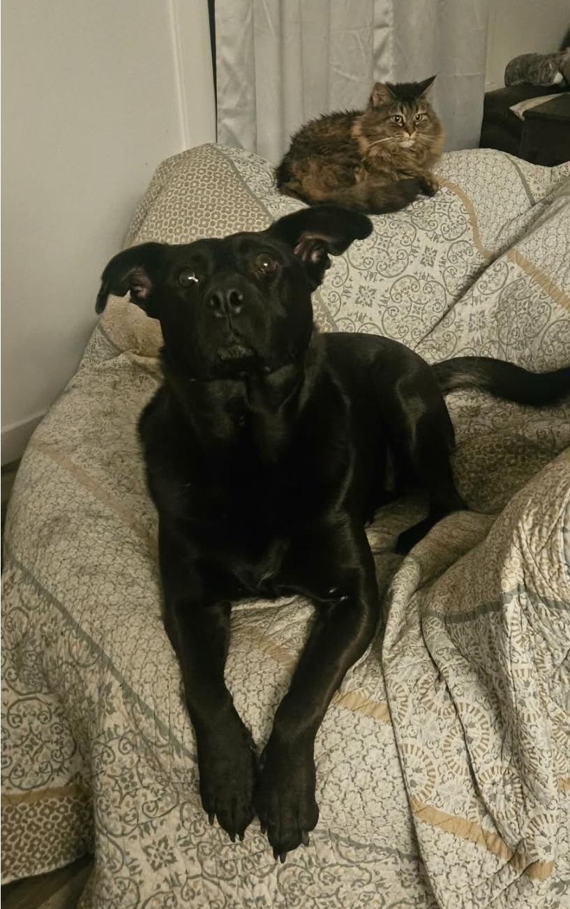 Enlarge Sophia, a ADOPTABLE mixed breed in Winnipeg, MB image 1/4