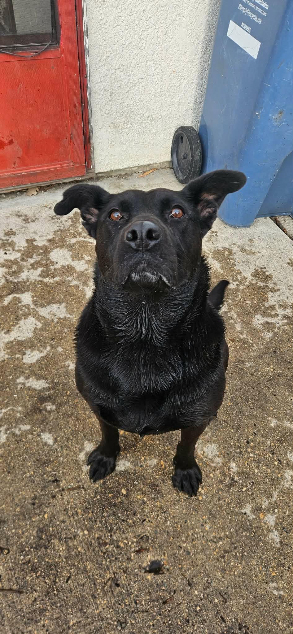 Sophia, an adopted mixed breed in Winnipeg, MB image 1/6