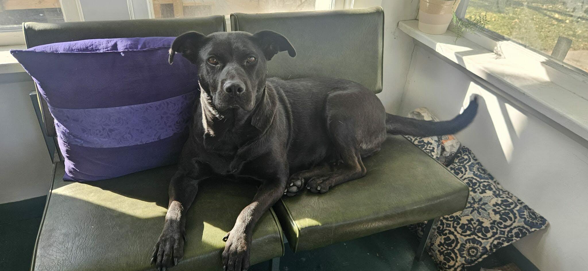 Enlarge Sophia, a ADOPTABLE mixed breed in Winnipeg, MB image 2/2