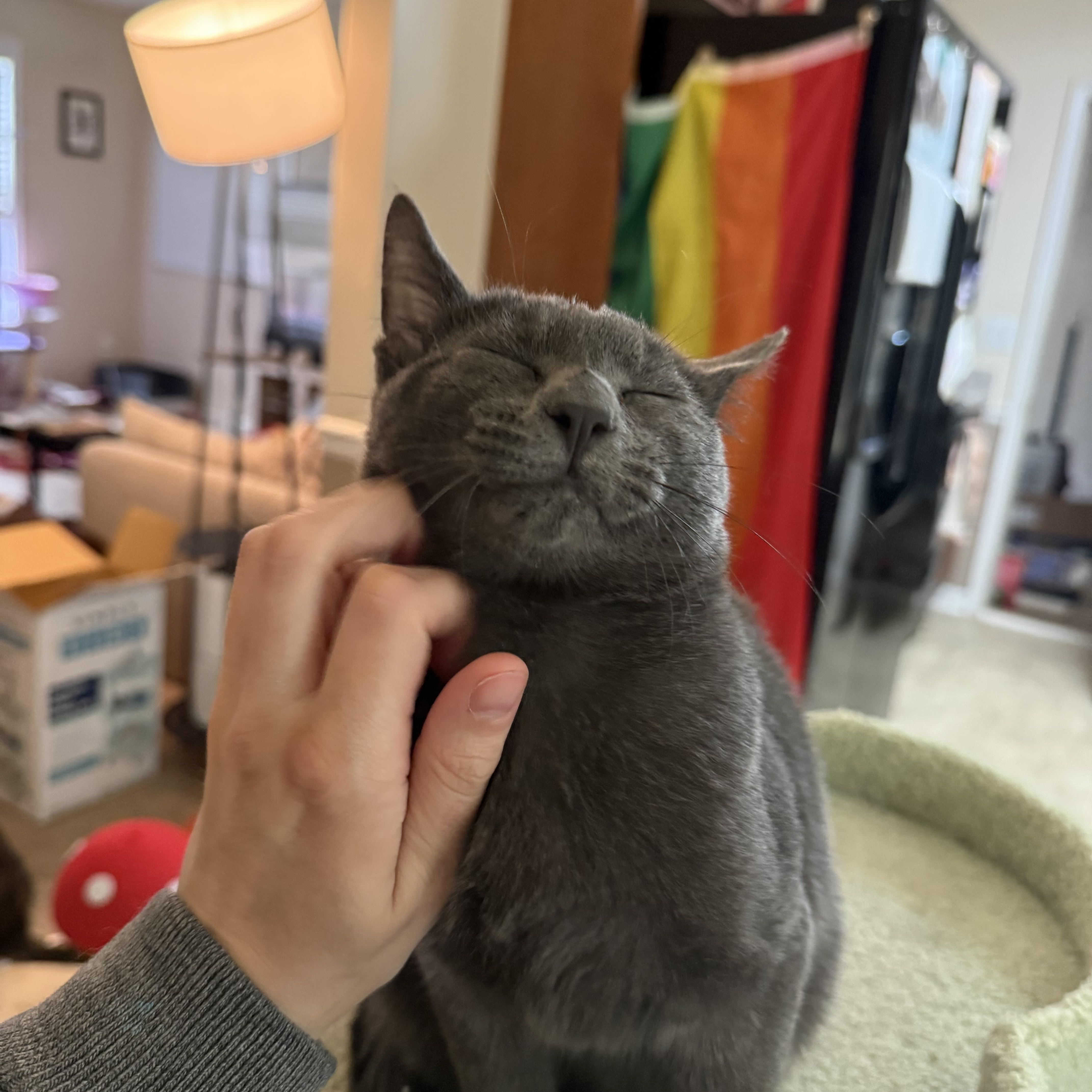 Mushroom Head, Adoptable, Kitten Male Domestic Short Hair & Russian Blue.