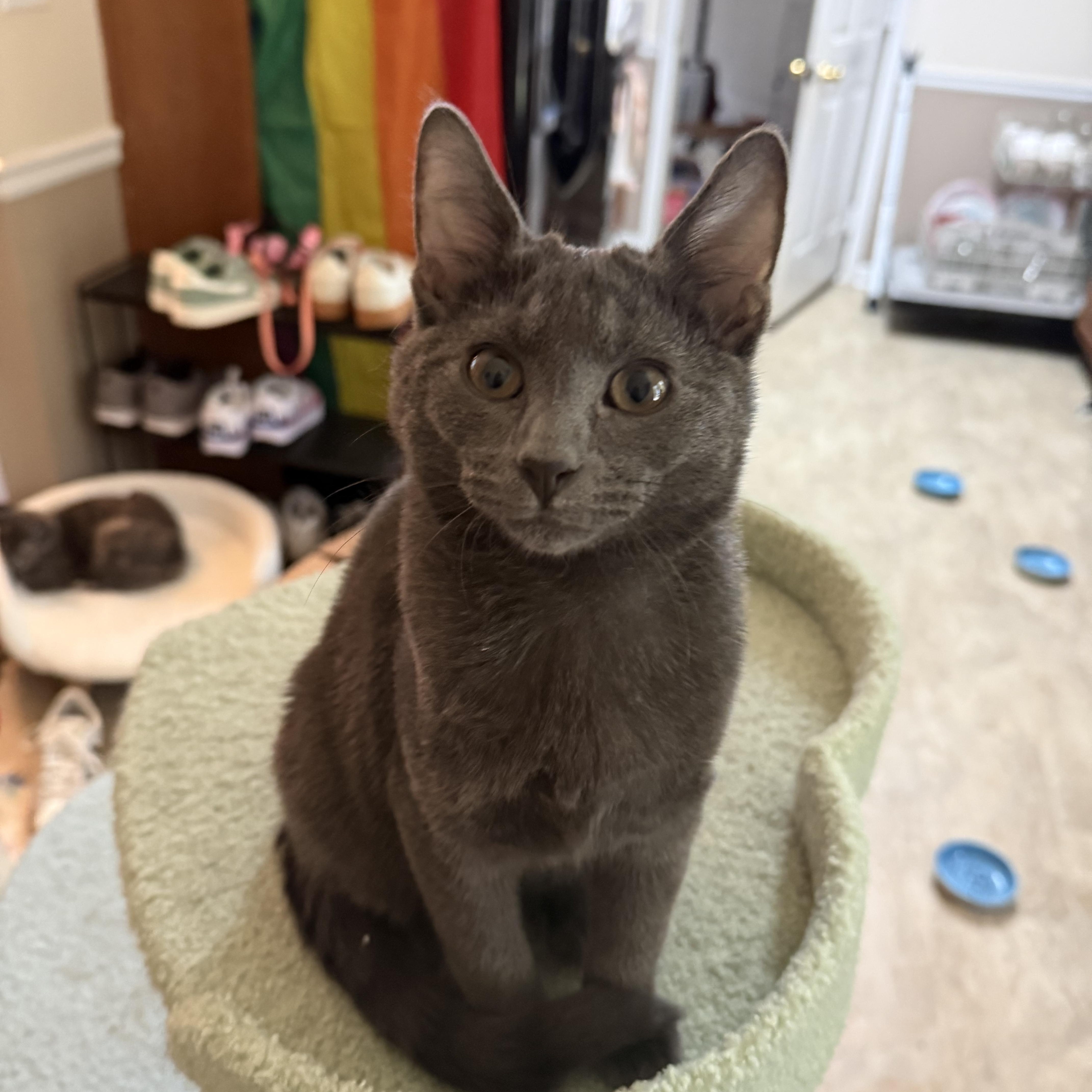Enlarge Mushroom Head, a Adoptable mixed breed in Seneca, SC image 2/5