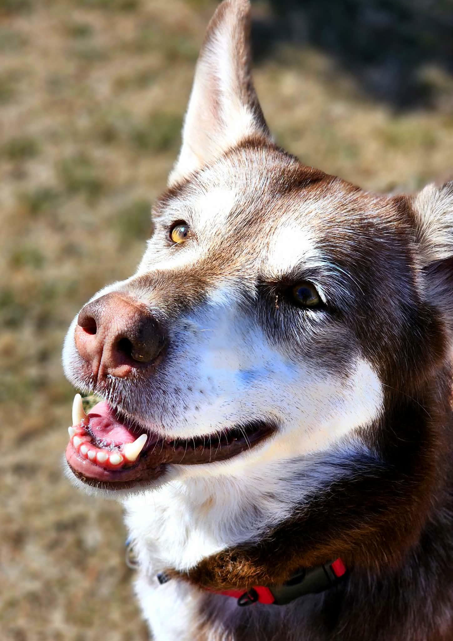 Enlarge Misha, a Adoptable mixed breed in Falls Church, VA image 5/6