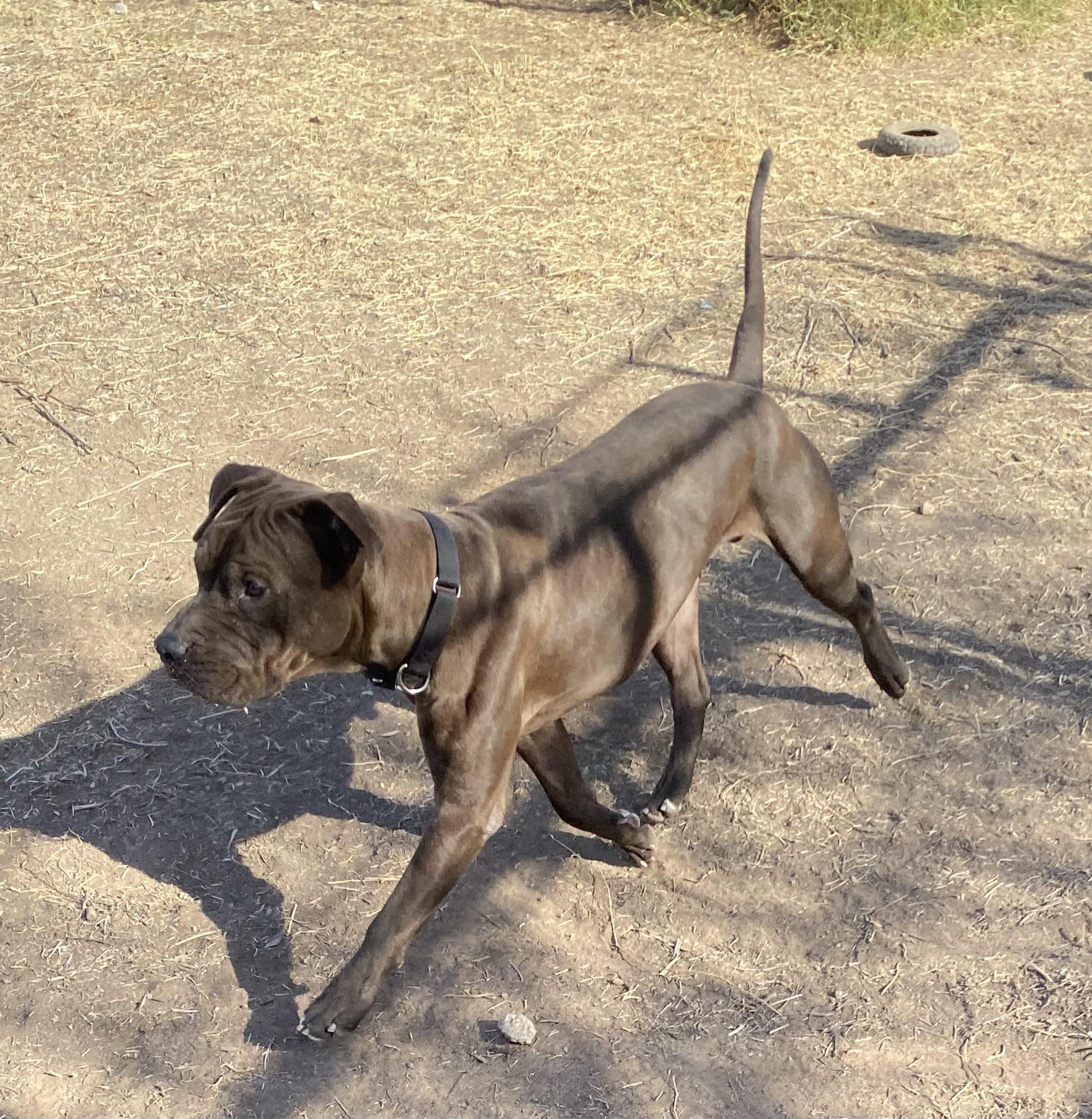 Enlarge Leroy, a Adoptable Pit Bull Terrier in Phoenix, AZ image 2/6