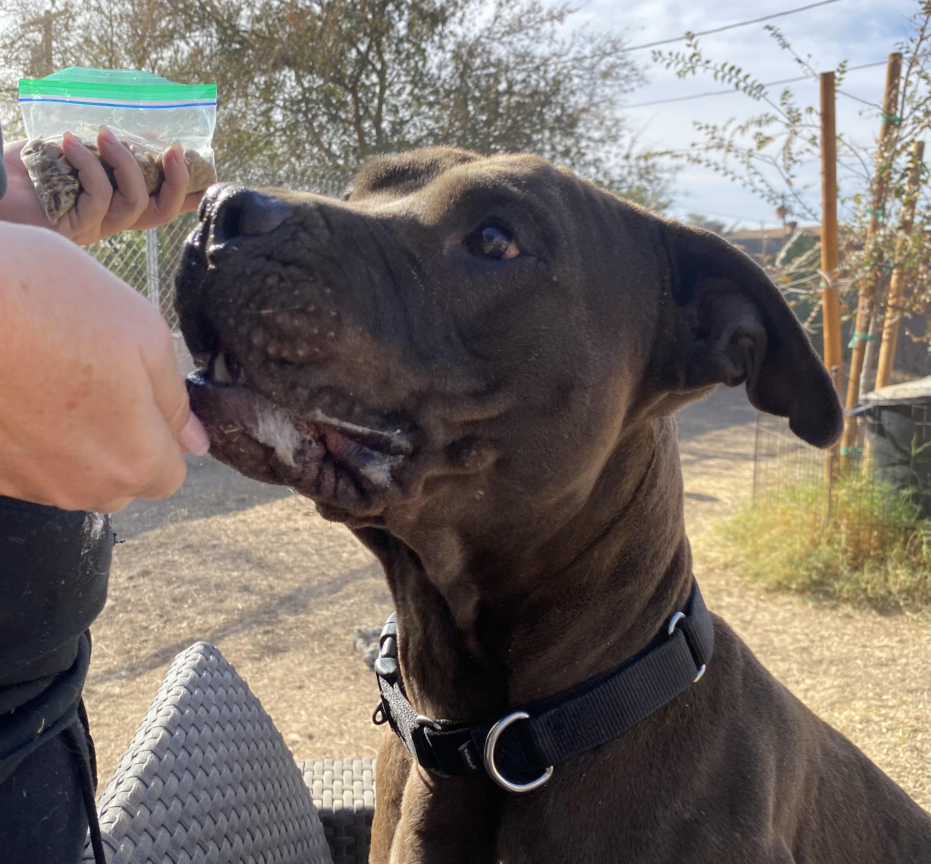 Enlarge Leroy, a Adoptable Pit Bull Terrier in Phoenix, AZ image 3/6