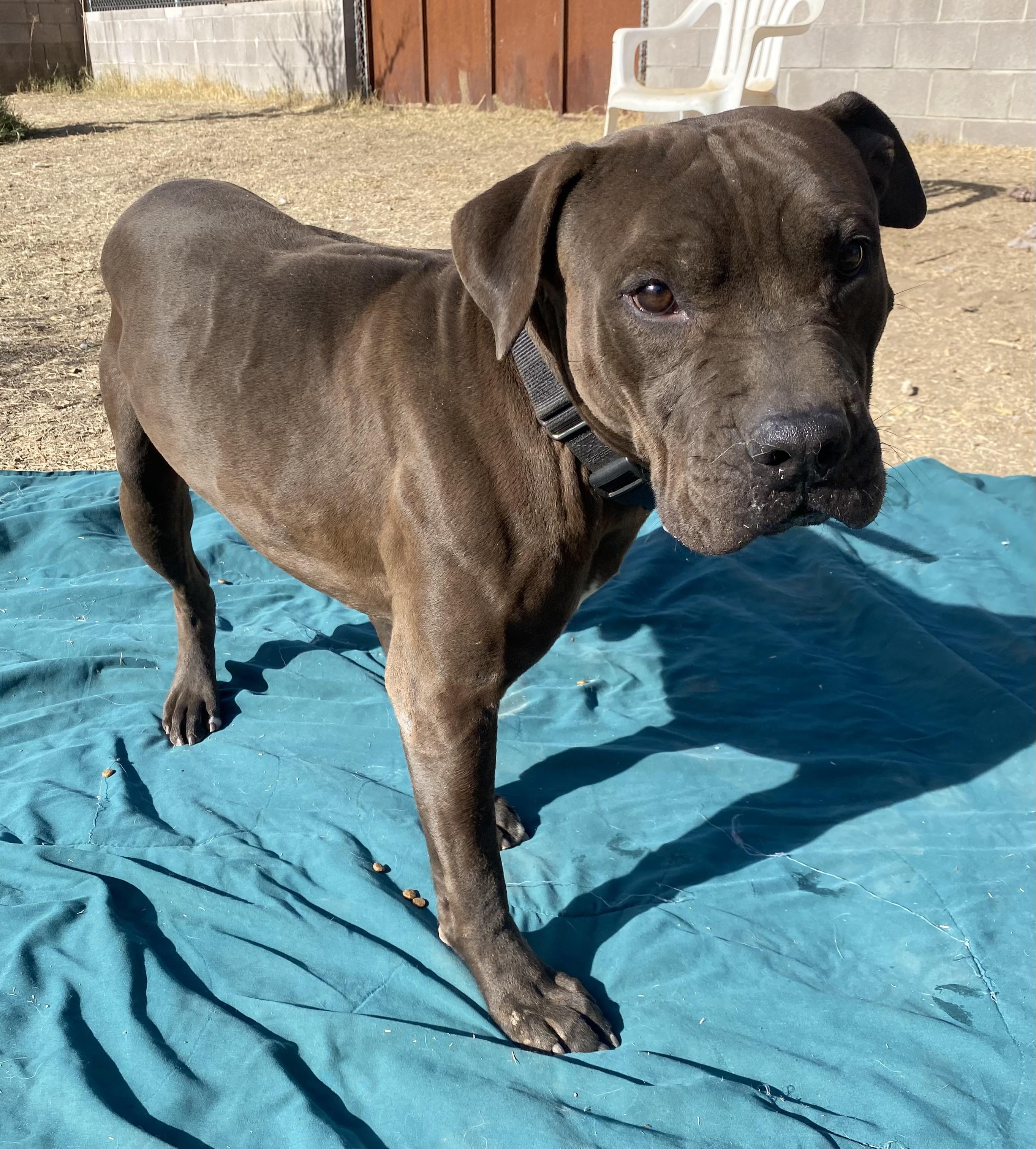 Enlarge Leroy, a Adoptable Pit Bull Terrier in Phoenix, AZ image 4/6