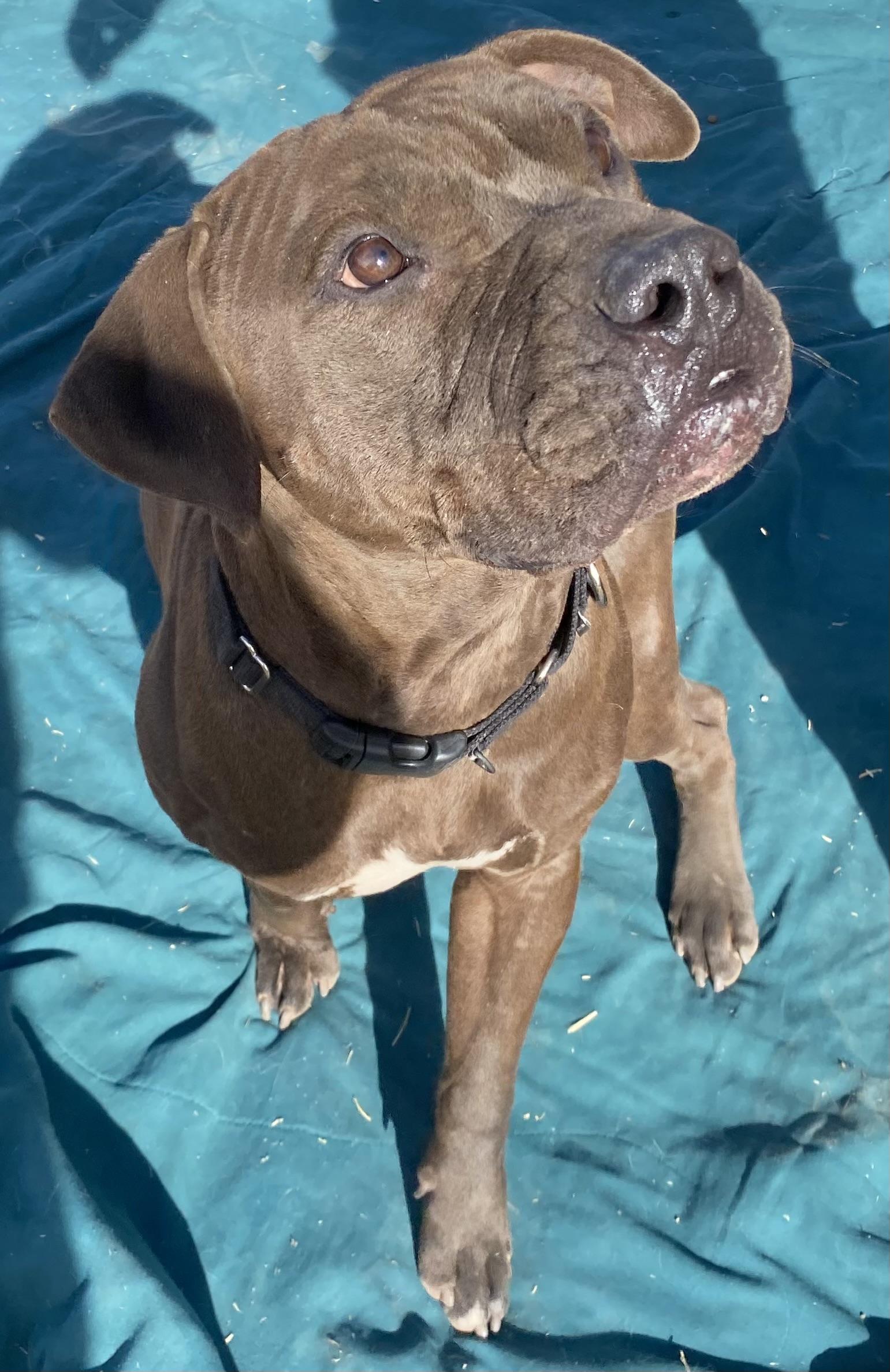 Enlarge Leroy, a Adoptable Pit Bull Terrier in Phoenix, AZ image 1/6