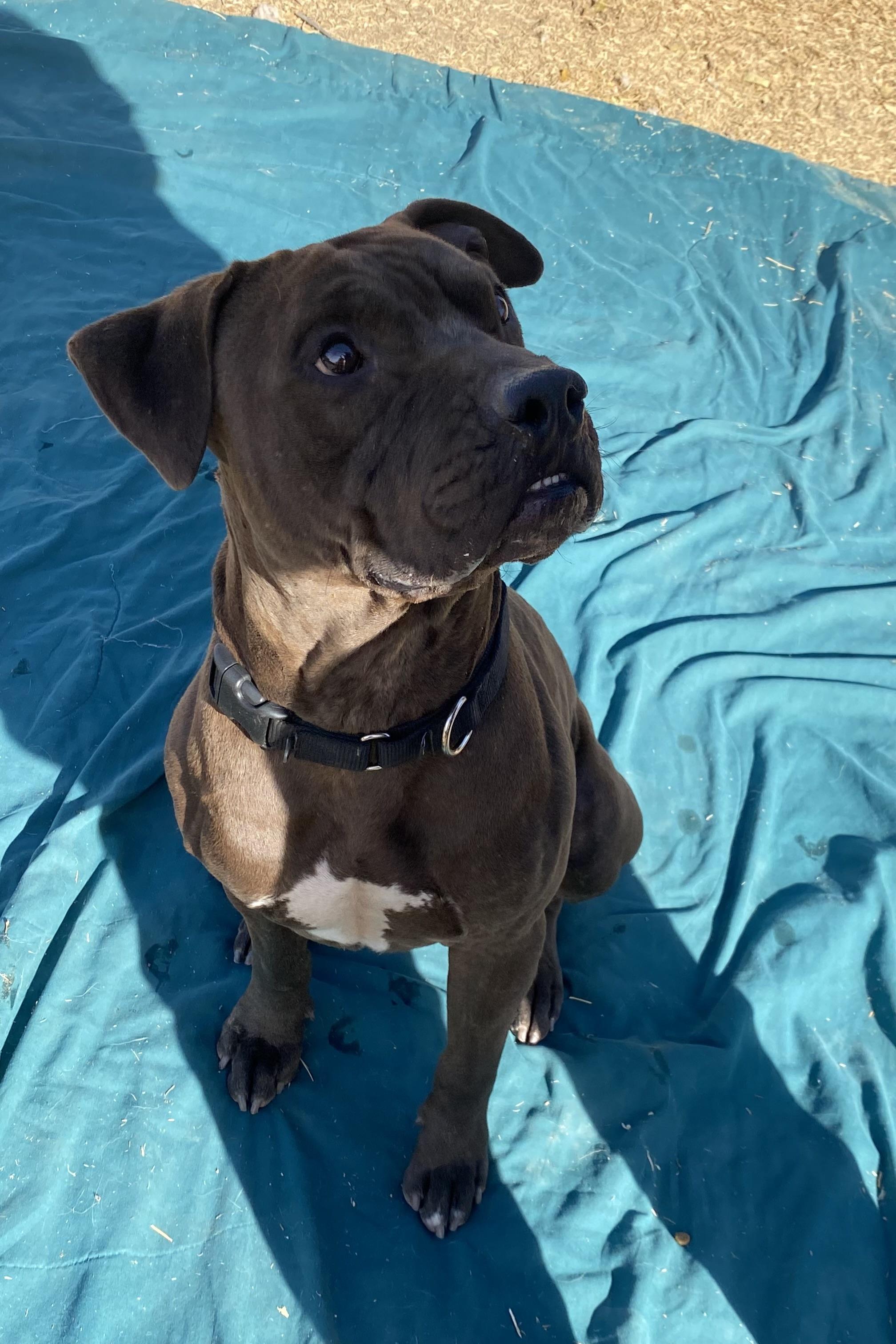 Enlarge Leroy, a Adoptable Pit Bull Terrier in Phoenix, AZ image 5/6