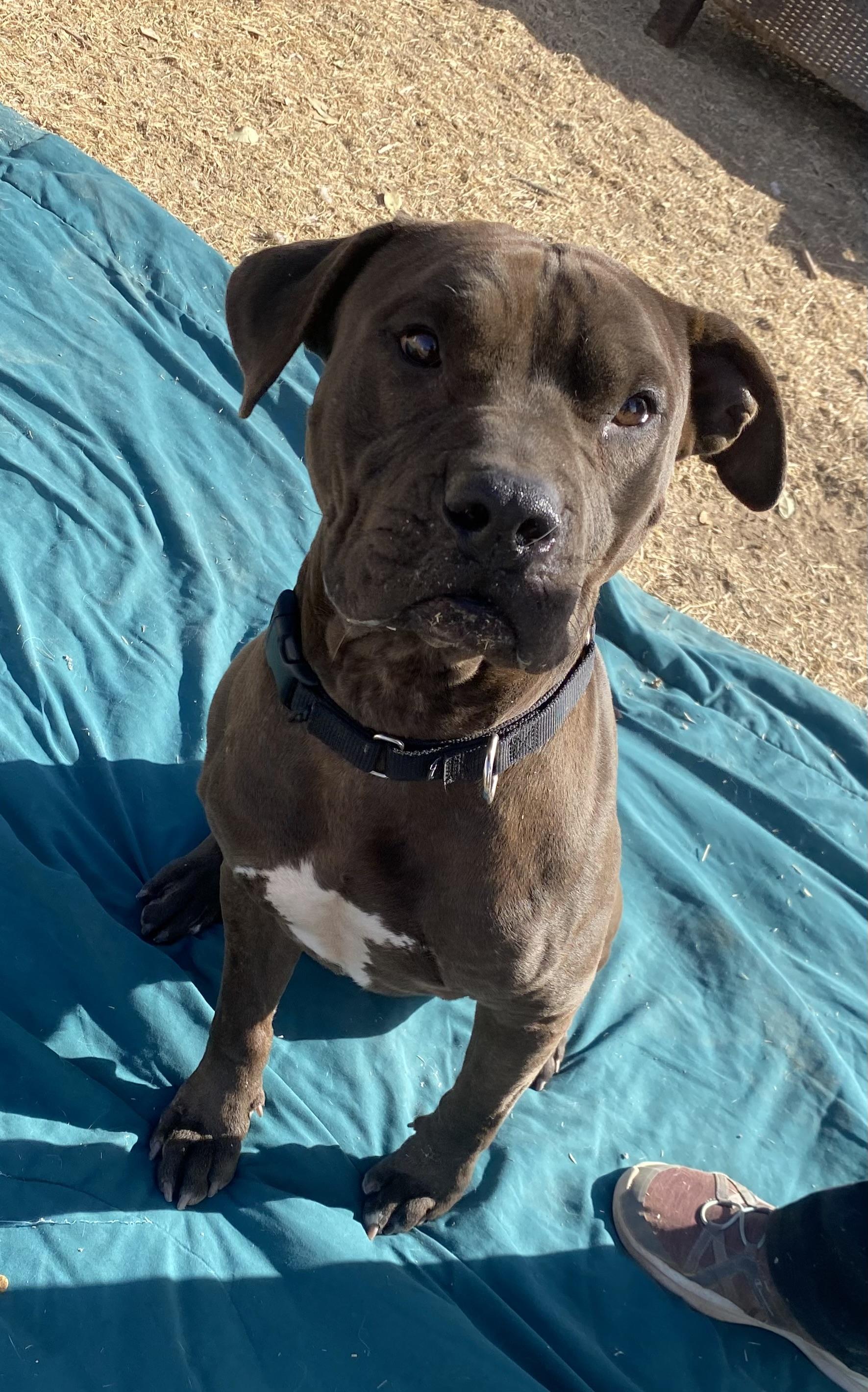 Enlarge Leroy, a Adoptable Pit Bull Terrier in Phoenix, AZ image 6/6