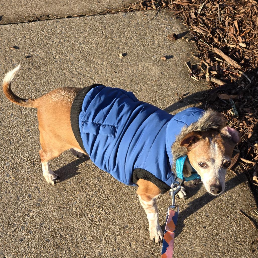 Enlarge Bernie, a Adoptable mixed breed in Alexandria, VA image 1/6