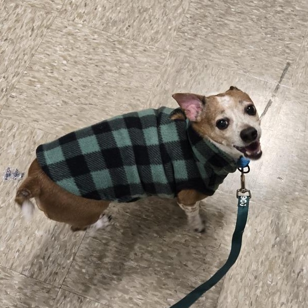 Bernie *Adoption Pending*, Adoptable, Senior Male Chihuahua & Mixed Breed.