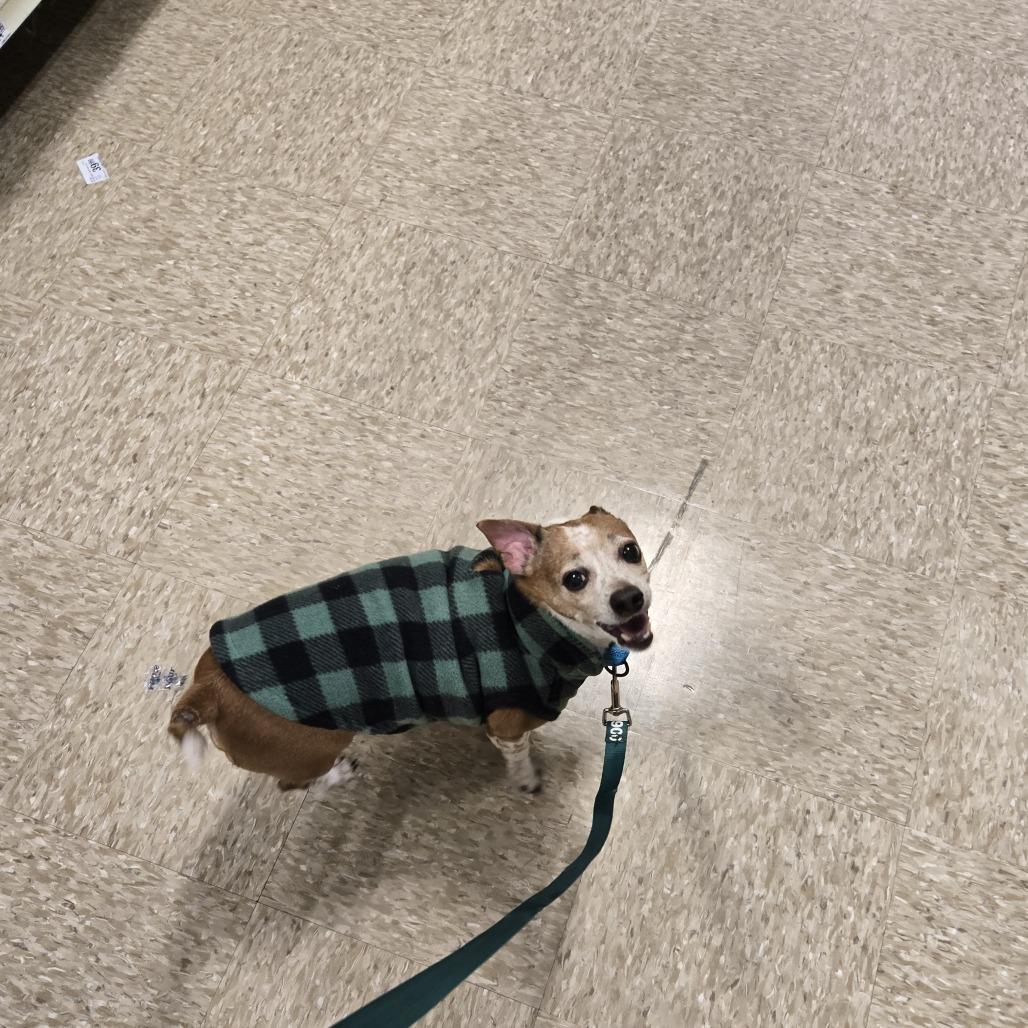 Enlarge Bernie, a Adoptable mixed breed in Alexandria, VA image 2/6