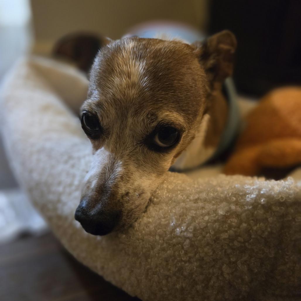 Enlarge Bernie, a Adoptable mixed breed in Alexandria, VA image 3/6