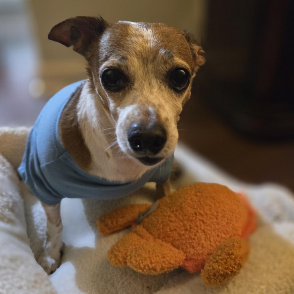 Enlarge Bernie, a Adoptable mixed breed in Alexandria, VA image 4/6