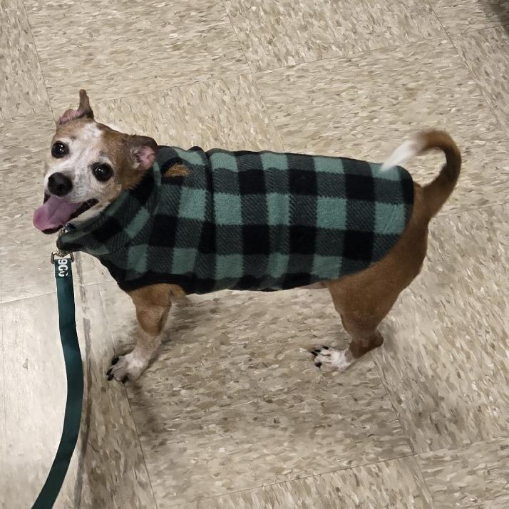 Enlarge Bernie, a Adoptable mixed breed in Alexandria, VA image 5/6