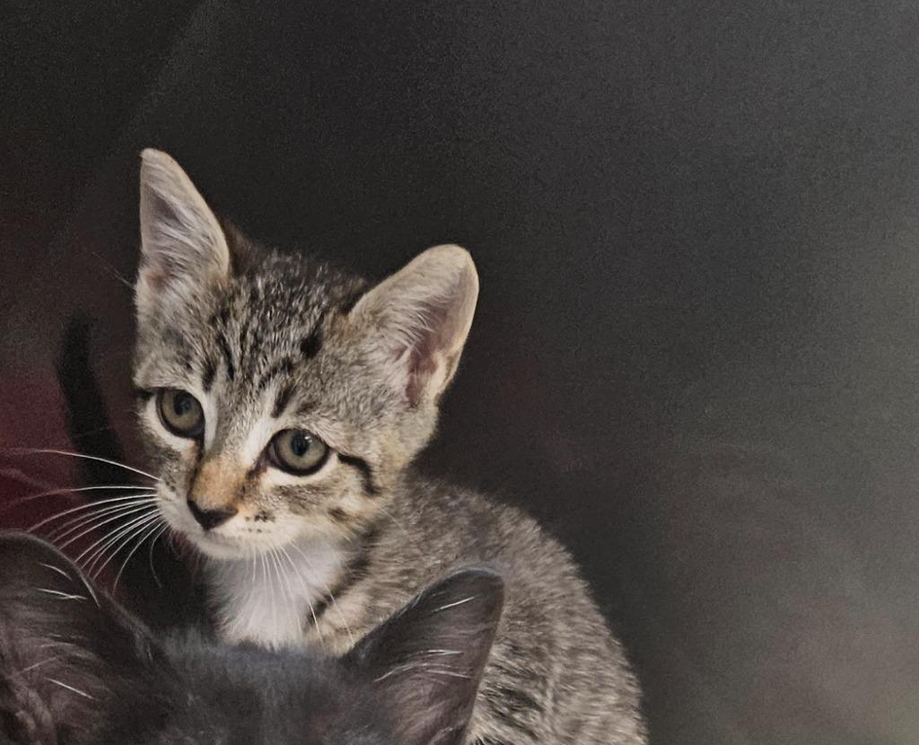 Enlarge Bonnet Kitten 1(Poppet), a Adoptable mixed breed in Mocksville, NC image 1/2