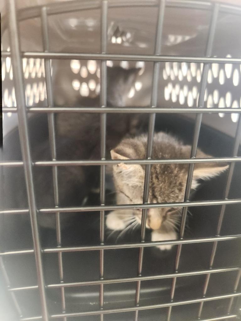 Enlarge Bonnet Kitten 1(Poppet), a Adoptable mixed breed in Mocksville, NC image 2/2