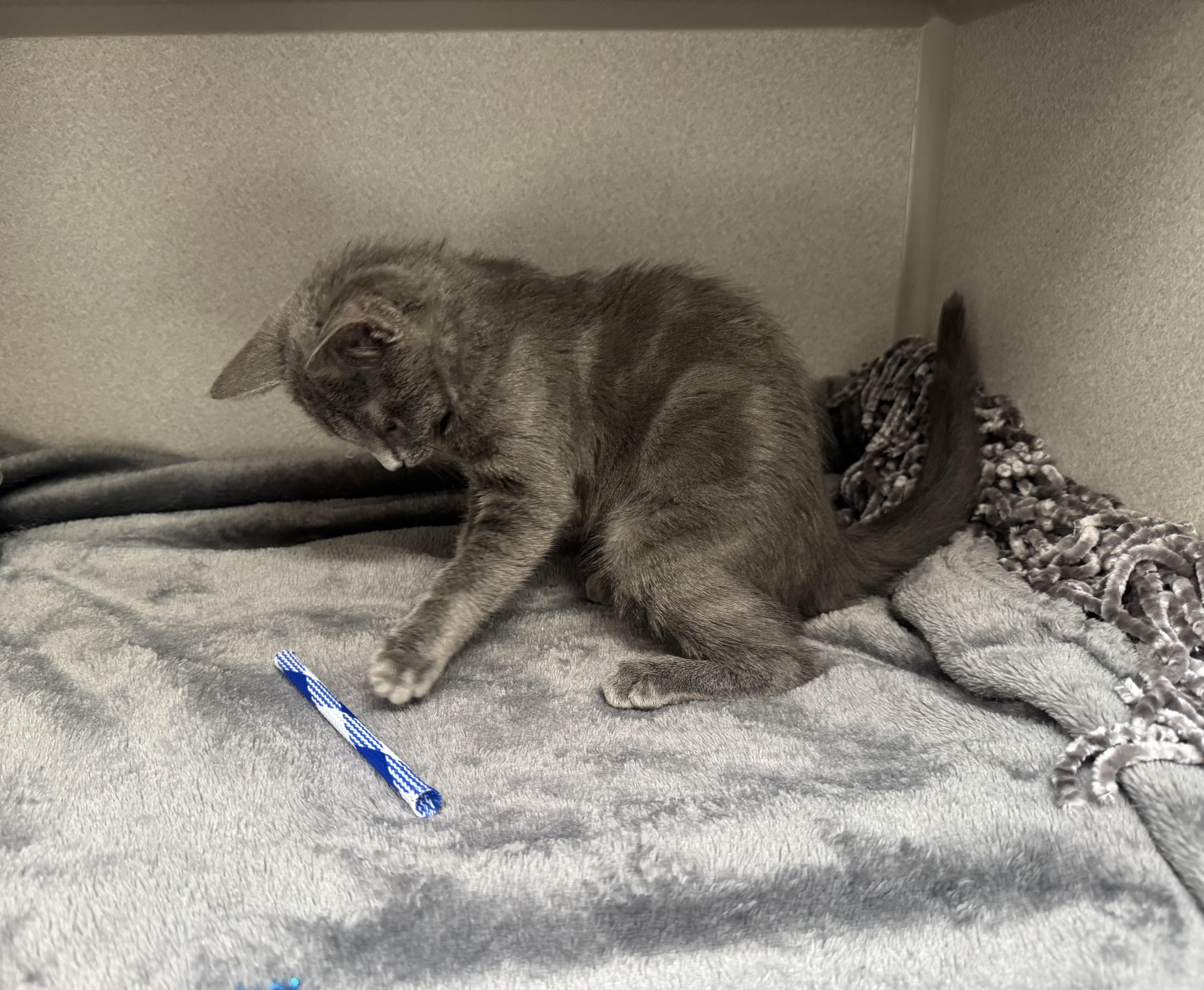 Enlarge -Pearl, a Adopted mixed breed in Red Bluff, CA image 3/4