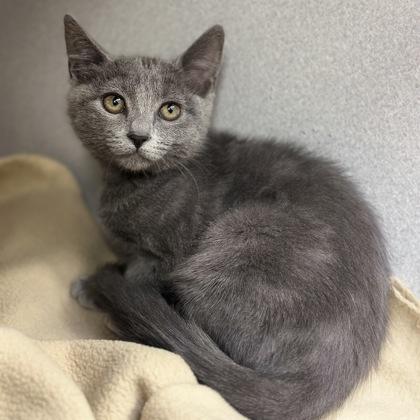 Enlarge -Pearl, a Adopted mixed breed in Red Bluff, CA image 2/4