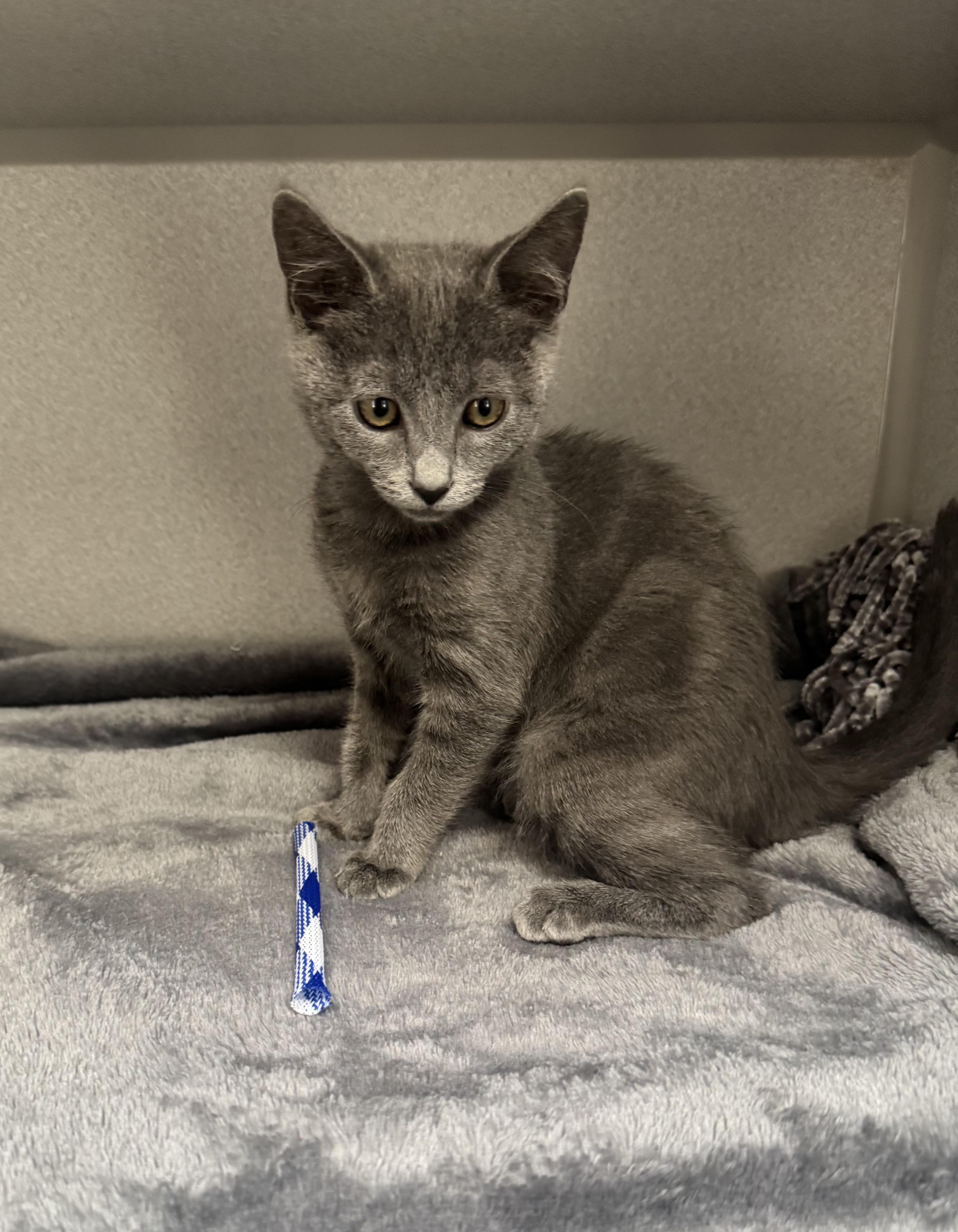 Enlarge -Pearl, a Adopted mixed breed in Red Bluff, CA image 1/4