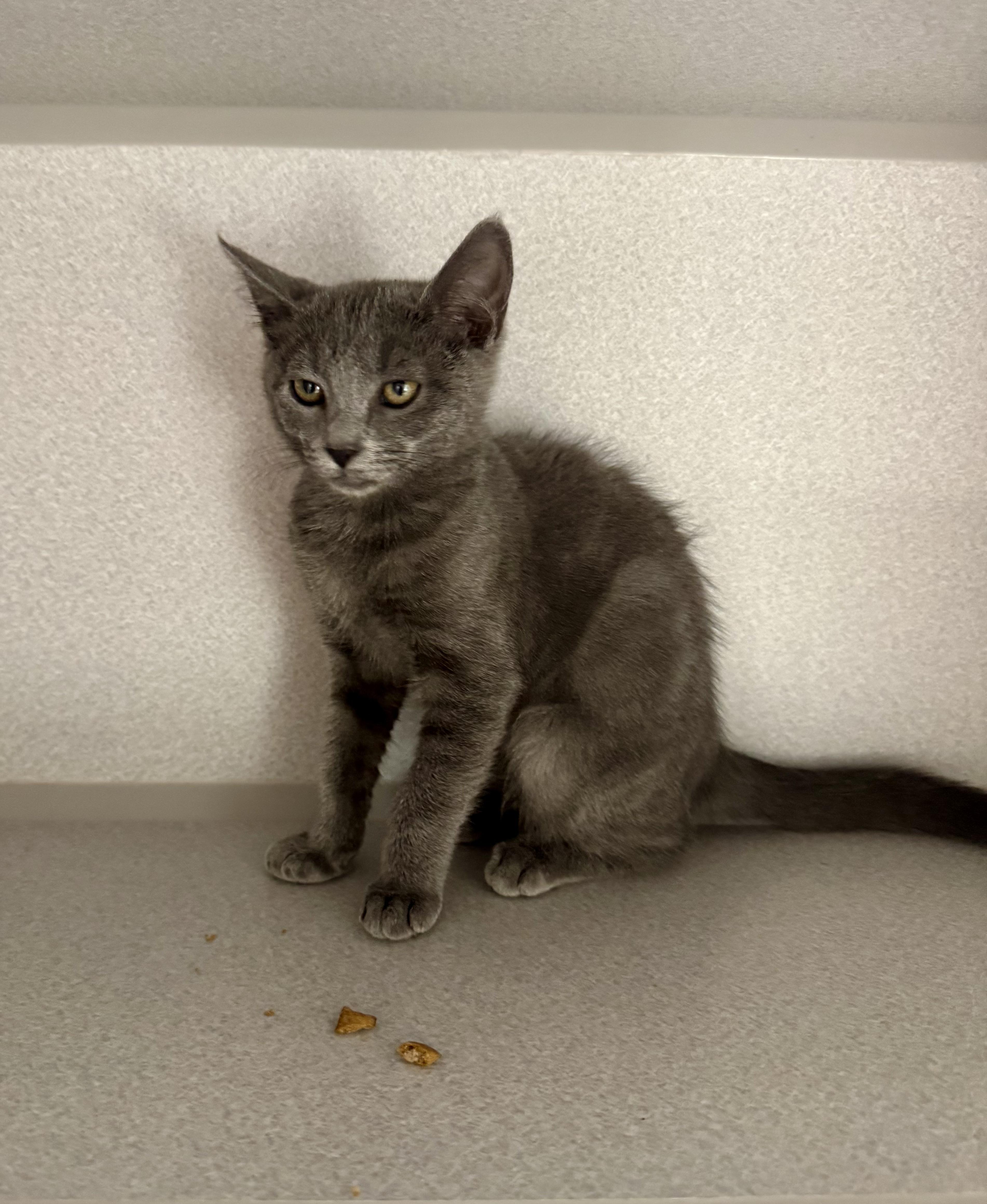 Enlarge -Pearl, a Adopted mixed breed in Red Bluff, CA image 4/4