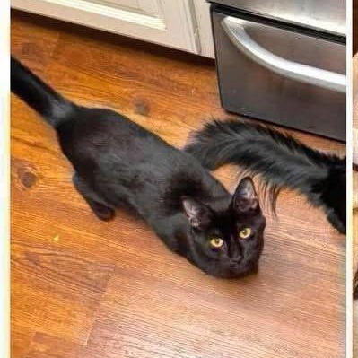 Delta, a Adoptable mixed breed in Lubbock, TX image 3/4