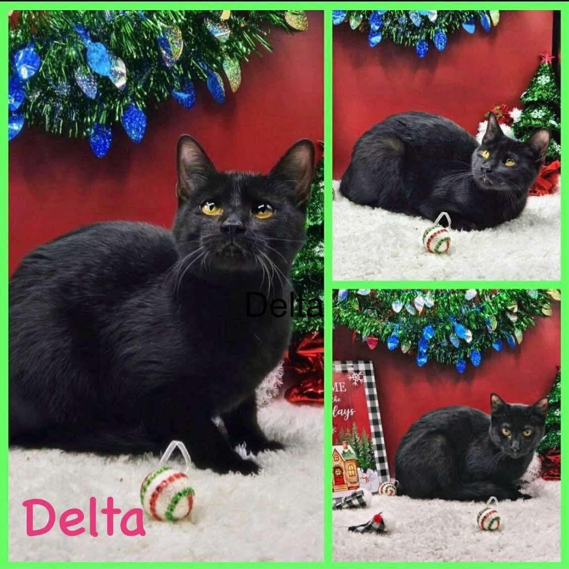 Delta, a Adoptable mixed breed in Lubbock, TX image 1/4