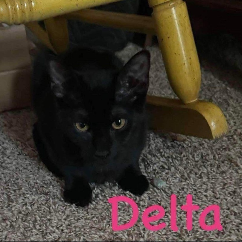 Delta, a Adoptable mixed breed in Lubbock, TX image 4/4