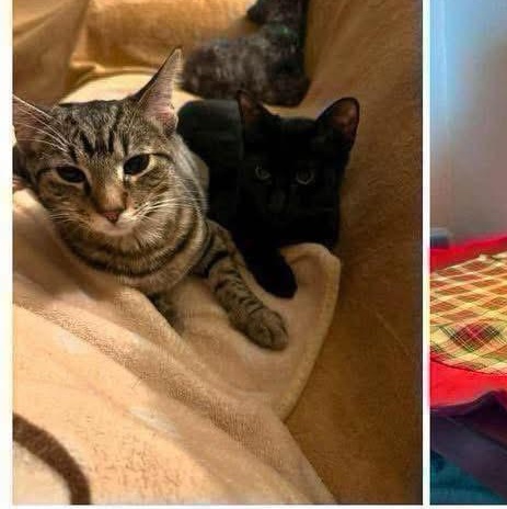 Delta, a Adoptable mixed breed in Lubbock, TX image 2/4