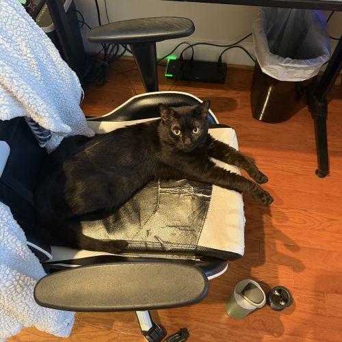 Nicholas D. Wolfwood, Adoptable, Young Male Domestic Short Hair.