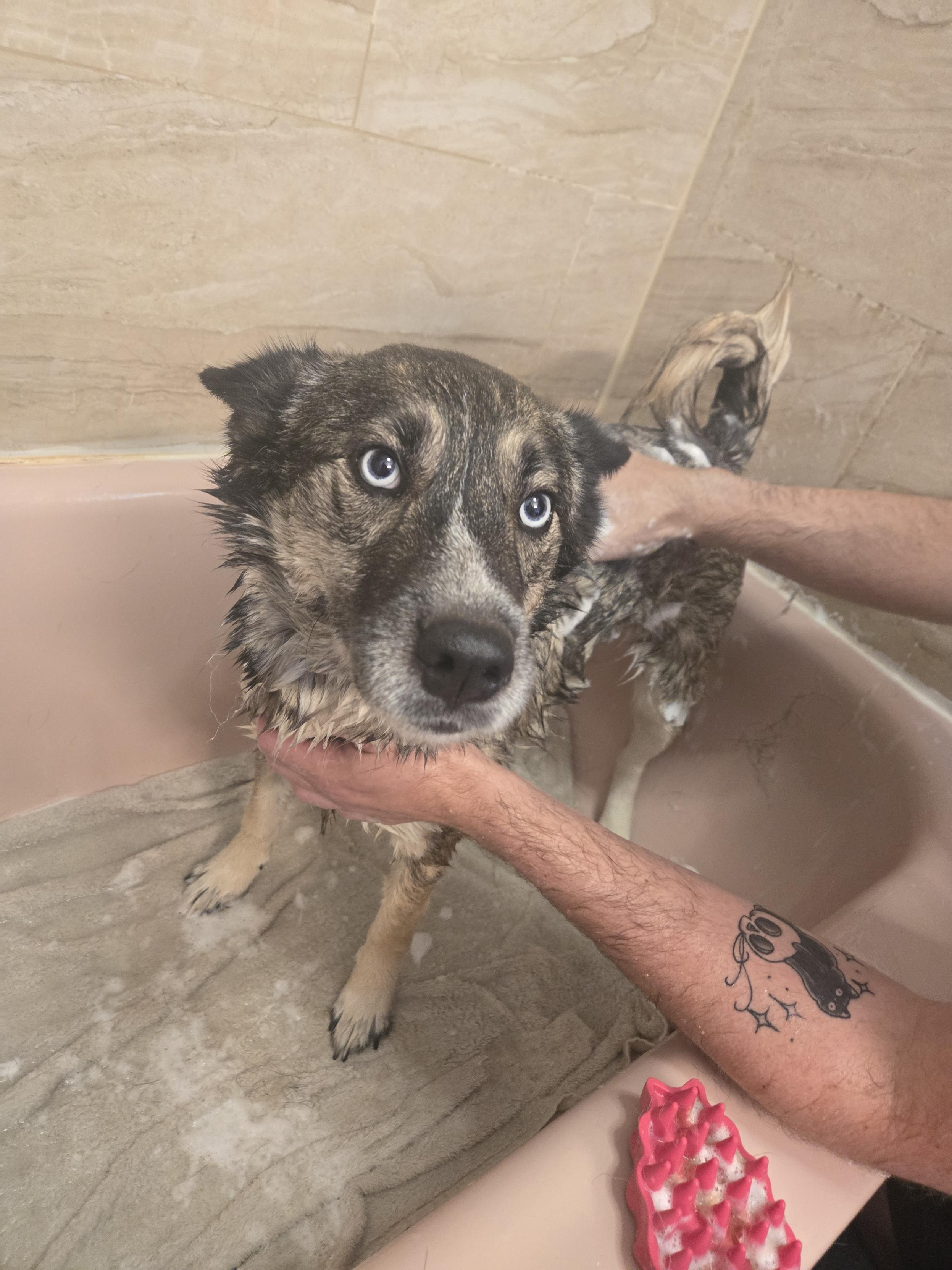 Estrella, Adoptable, Adult Female Husky & German Shepherd Dog.