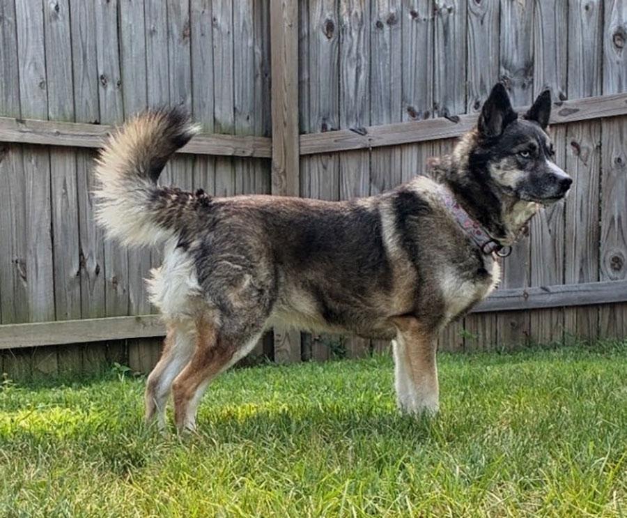 Enlarge Estrella, a ADOPTABLE mixed breed in Bowie, MD image 5/6